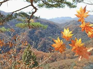 鲜花与故事