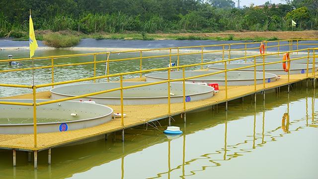 淡水鲈鱼工厂化循环水养殖技术详解