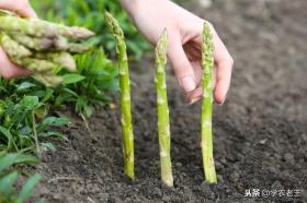 芦笋种植指南，定植管理与三年采收策略